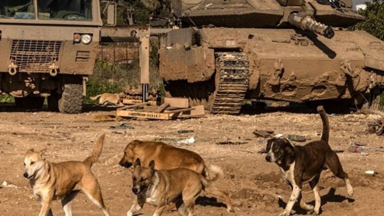 stray-dogs-are-eating-deceased-palestinians-bodies-in-the-streets-of-jabalia-report_1729155613-b